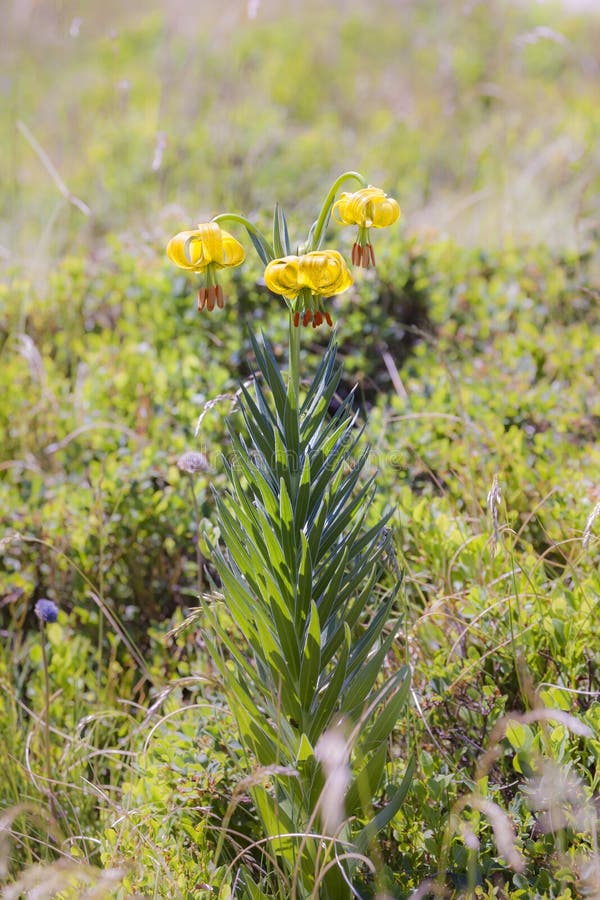 Pyrenean Lily stock photo. Image of martagon, montane - 62155702