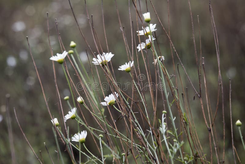 Close up of pyrethrin flowers growing in field in Rwanda, Africa. Close up of pyrethrin flowers growing in field in Rwanda, Africa.