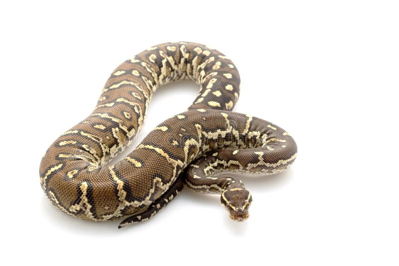 Αγγολανός πύθων (Python anchietae) απομονωμένος σε λευκό φόντο.