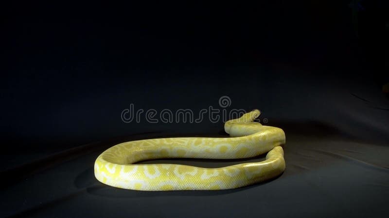 Φίδι βασιλικού ή Python σφαιρών απόθεμα βίντεο