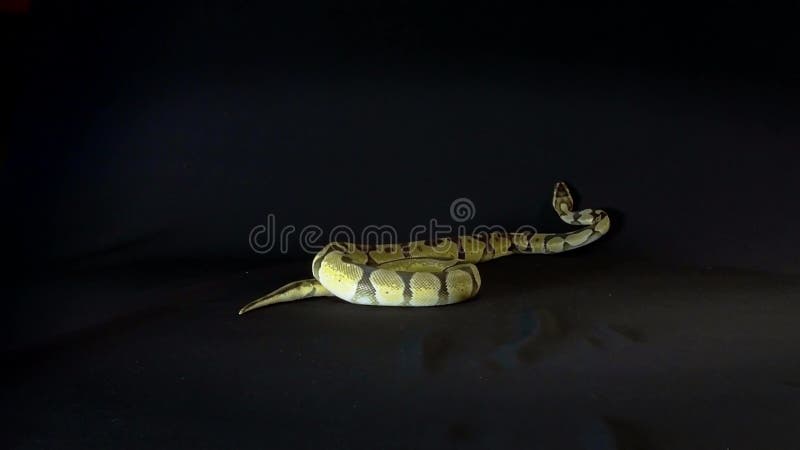 Φίδι βασιλικού ή Python σφαιρών, που απομονώνεται στο μαύρο υπόβαθρο