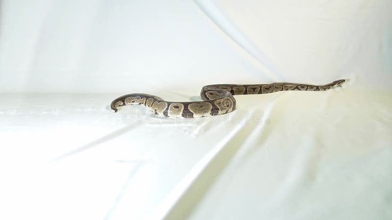 Φίδι βασιλικού ή Python σφαιρών, που απομονώνεται στο άσπρο υπόβαθρο