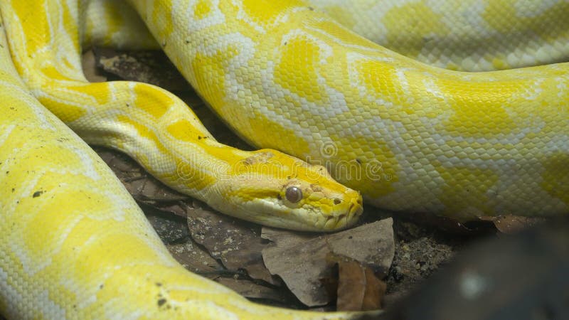 黄色网状的Python 股票录像