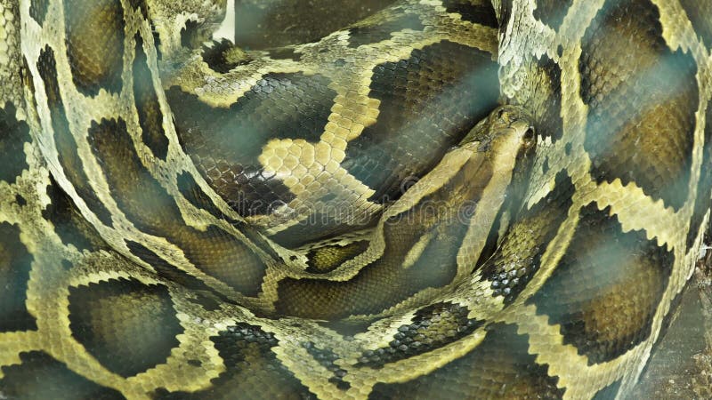 Βιρμανός ύπνος python απόθεμα βίντεο