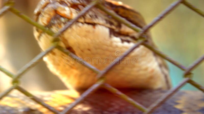 顶头蟒蛇蛇或Python移动和被投入的舌头是恼怒和危险的 影视素材