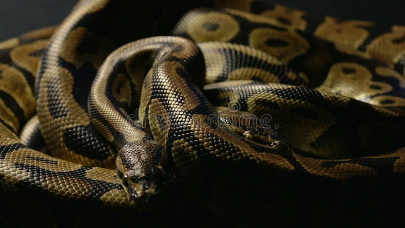 在阴影的两个皇家球Python 股票视频