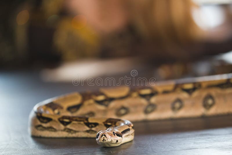 Python που βρίσκεται στο πάτωμα σε ένα στούντιο στοκ εικόνες