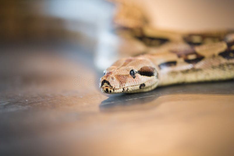 Python που βρίσκεται στο πάτωμα σε ένα στούντιο στοκ εικόνες με δικαίωμα ελεύθερης χρήσης