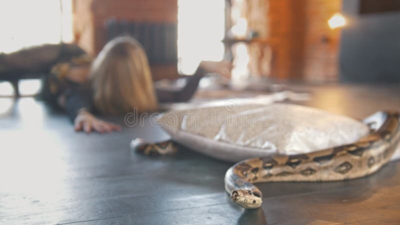 Python σε ένα στούντιο μπροστά από τον όμορφο χορευτή γυναικών απόθεμα βίντεο