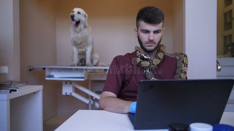 治疗研究有Python蛇的膝上型计算机在脖子 股票视频