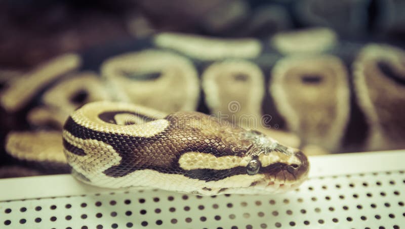 在玻璃容器特写镜头的皇家Python 库存照片