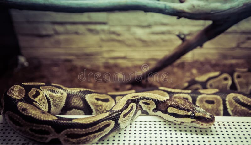 在玻璃容器特写镜头的皇家Python 免版税库存照片