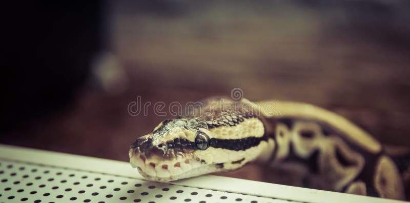 在玻璃容器特写镜头的皇家Python 免版税图库摄影