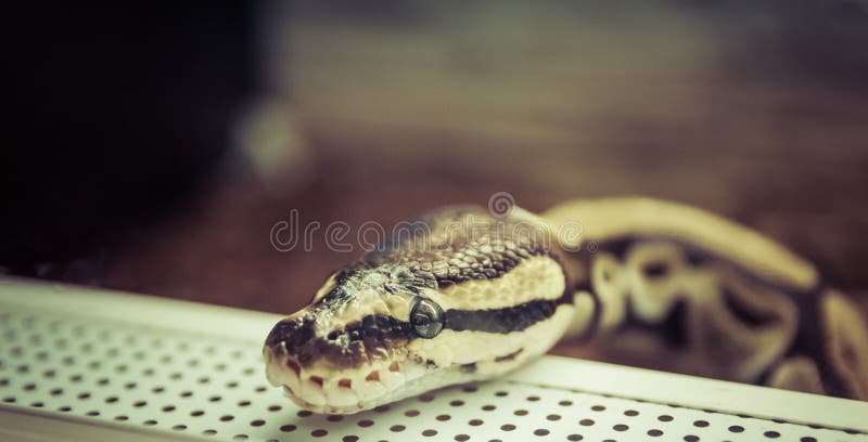 皇家Python是棕色的在玻璃容器 异乎寻常的宠物 库存照片