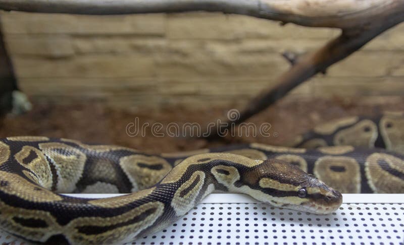 皇家Python是棕色的在玻璃容器 异乎寻常的宠物 免版税库存照片
