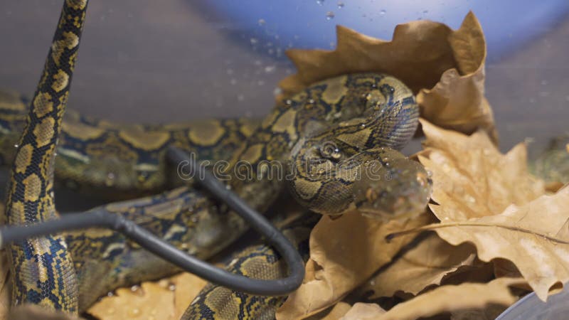 在玻璃容器的网状的Python 股票视频