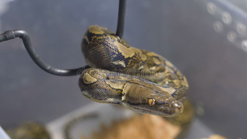 在玻璃容器的网状的Python 股票录像