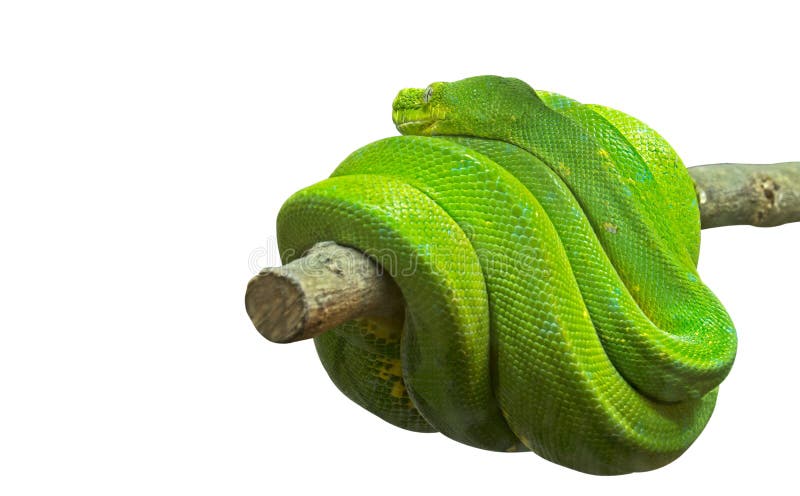 Πράσινο δέντρο Python που κουλουριάζεται γύρω από έναν κλάδο στο άσπρο πνεύμα υποβάθρου στοκ εικόνες