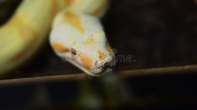 白变种缅甸Python头 股票视频