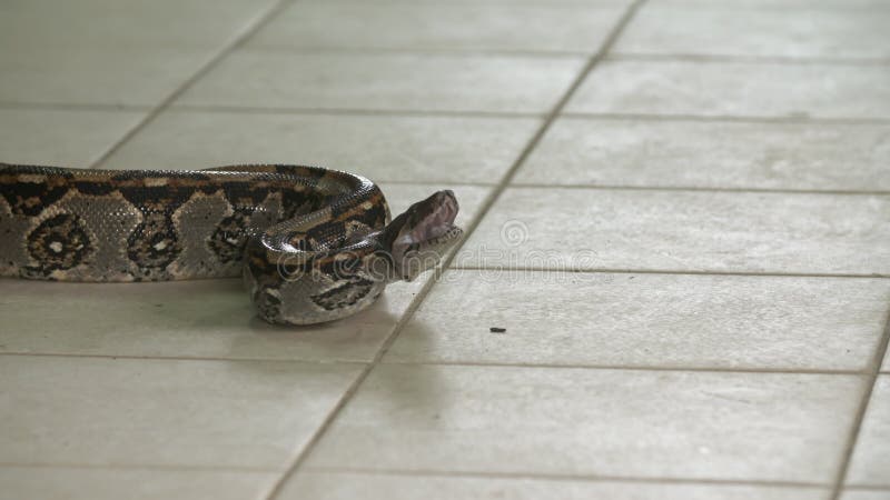 在地板，哥斯达黎加上的恼怒的大蟒蛇Python 股票录像