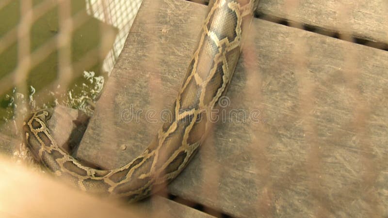 Ο Python σέρνεται και σέρνεται στο νερό απόθεμα βίντεο