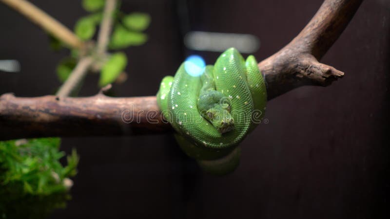 Πράσινο δέντρο python της Morelia viridis σε μικρό κλαδί στο ενυδρείο στο ζωολογικό κήπο Σφαίρα στο πίσω μέρος κινήματος.