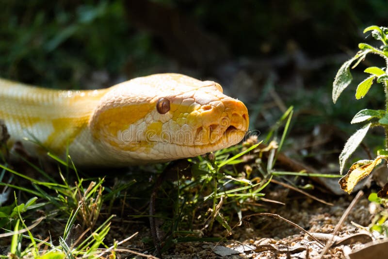 Золотой python стоковая фотография rf