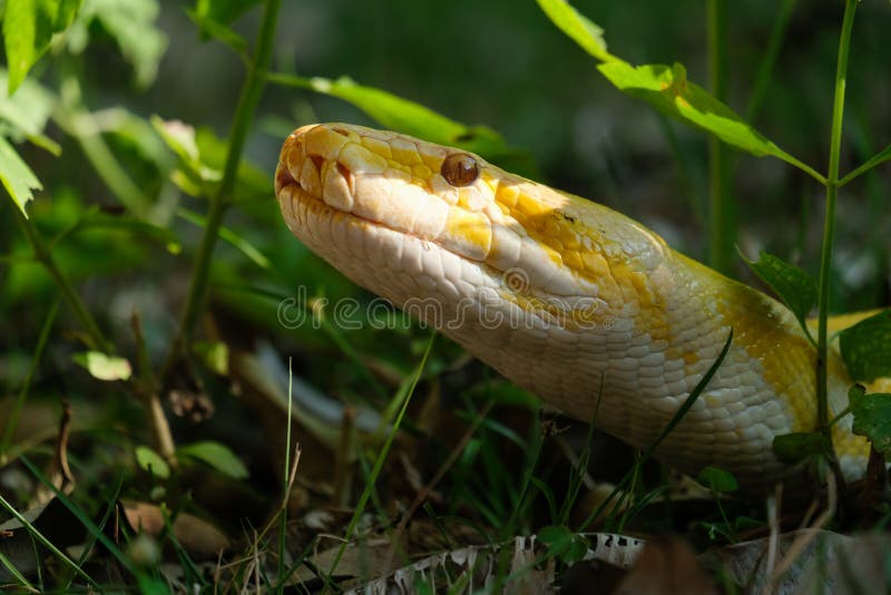Золотой python стоковая фотография