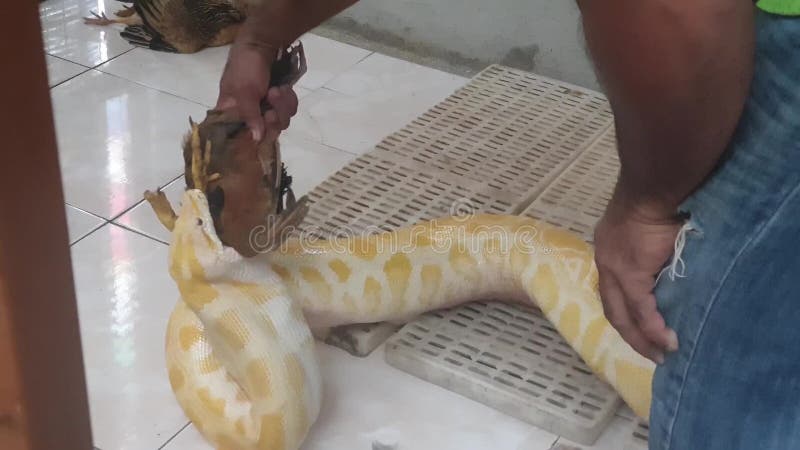 Желтый python, питать неизвестный со всем курицу видеоматериал