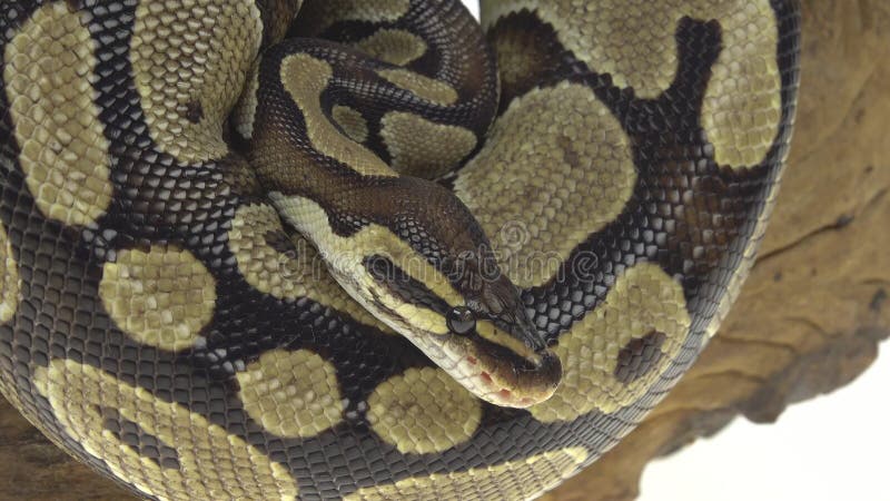 βασιλικό σχήμα python ή python σε ξύλινο σαλιγκάρι στο στούντιο σε λευκό φόντο. κλείσιμο απόθεμα βίντεο