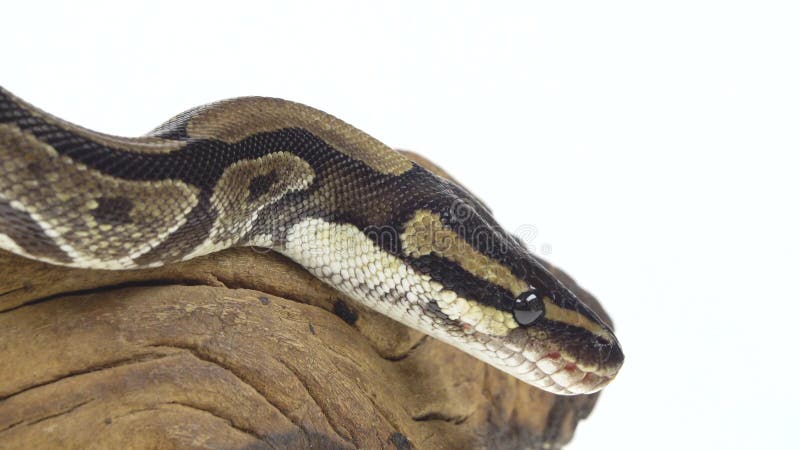 βασιλικό σχήμα python ή python σε ξύλινο σαλιγκάρι στο στούντιο σε λευκό φόντο. κλείσιμο απόθεμα βίντεο