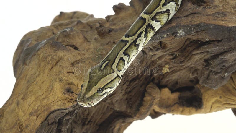 βασιλικό σχήμα python ή python σε ξύλινο σαλιγκάρι στο στούντιο σε λευκό φόντο. κλείσιμο απόθεμα βίντεο