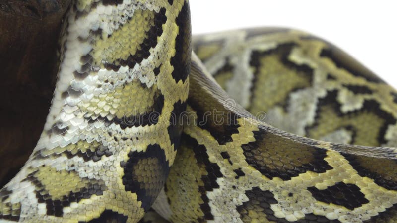 βασιλικό σχήμα python ή python σε ξύλινο σαλιγκάρι στο στούντιο σε λευκό φόντο. κλείσιμο απόθεμα βίντεο
