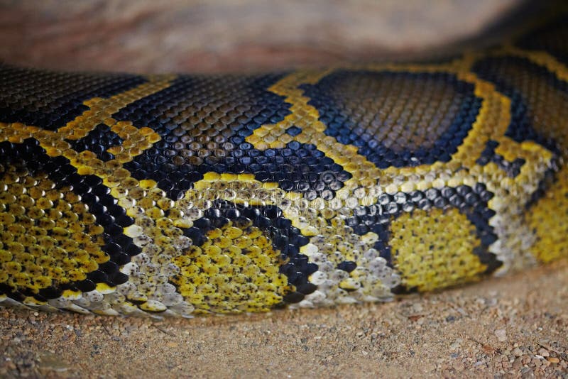 Python ζωντανό σε λεπτομέρειες τέραριο στοκ εικόνες με δικαίωμα ελεύθερης χρήσης