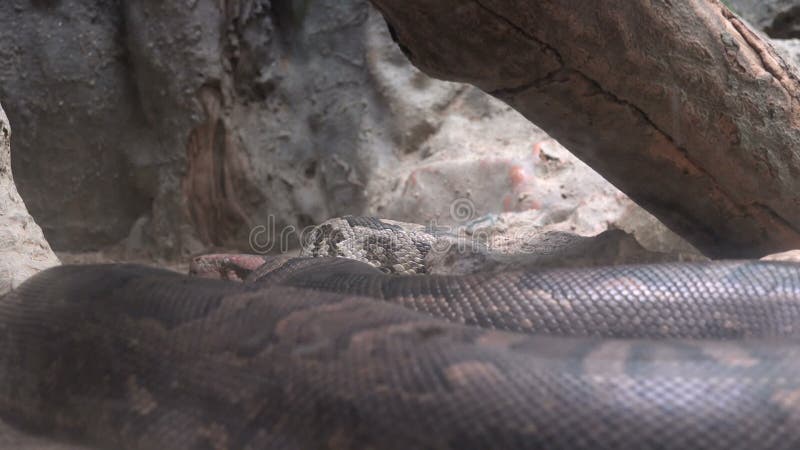 αυτό το γιγάντιο φίδι python μπορεί να μετρήσει μέχρι έξι μέτρα και να ζυγίσει μέχρι 95 κιλά.