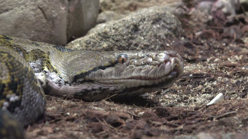 αυτό το γιγάντιο φίδι python μπορεί να μετρήσει μέχρι έξι μέτρα και να ζυγίσει μέχρι 95 κιλά.