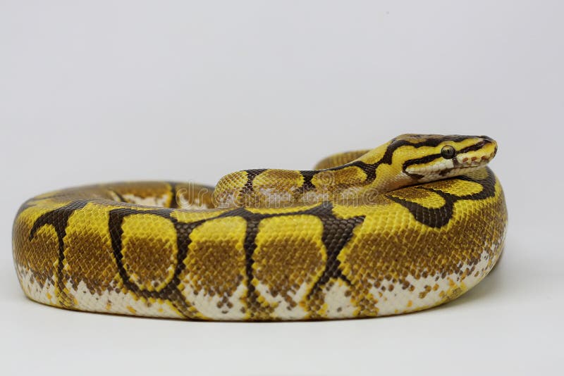 Python мяча заключает свое тело и продолжает следить за своей окружающей среде стоковое изображение