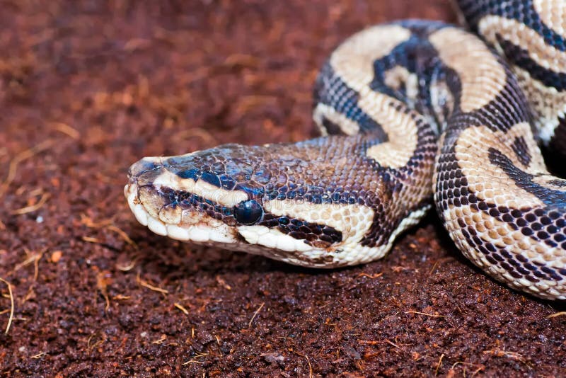 Python