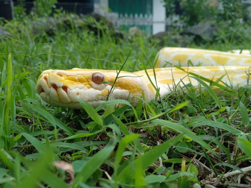 Python stockfoto