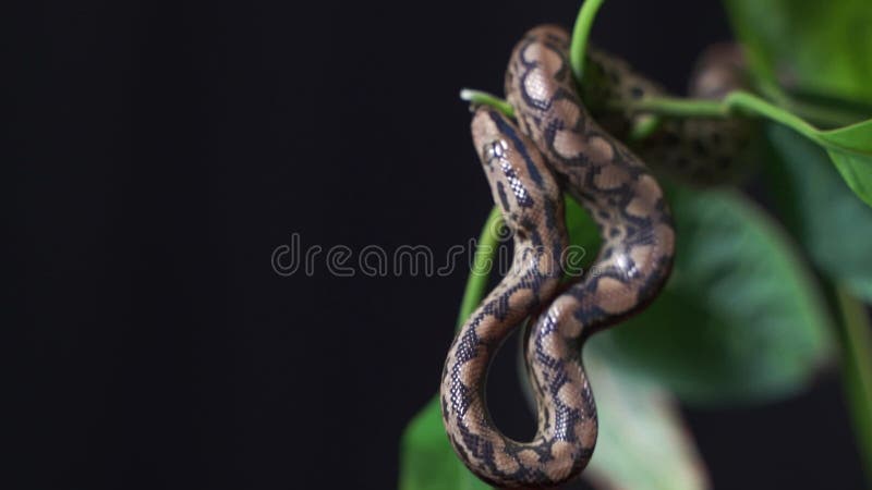 Python быстро вползает вдоль ветвей деревьев в поисках добычи. видеоматериал