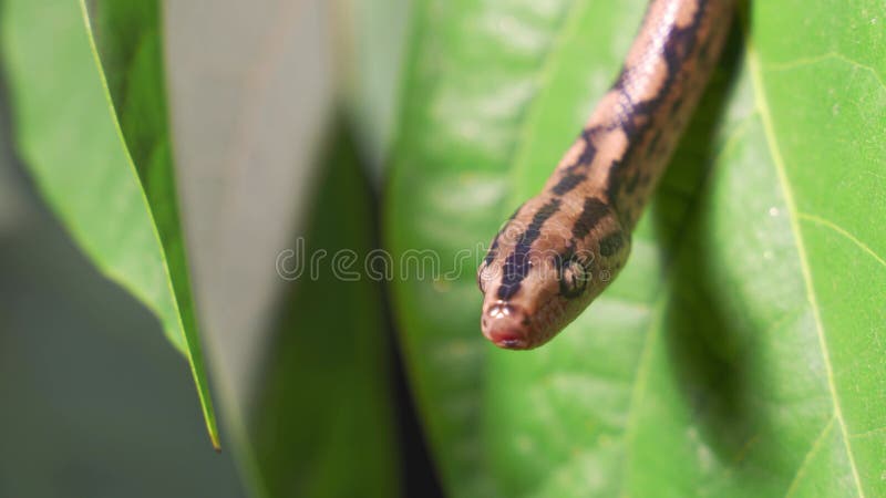 Python быстро вползает вдоль ветвей деревьев в поисках добычи. сток-видео