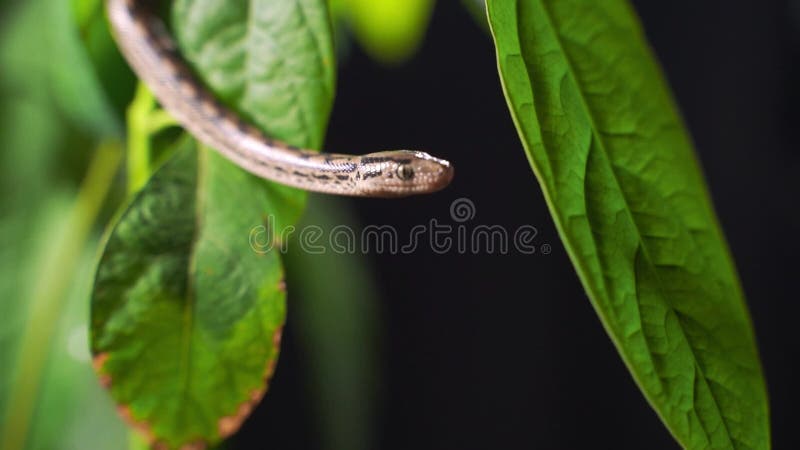 Python быстро вползает вдоль ветвей деревьев в поисках добычи. сток-видео