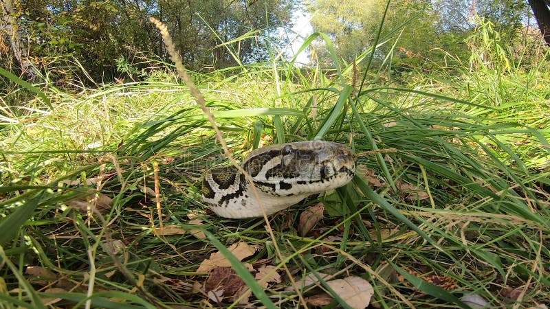 ζωντανό python στο γρασίδι κάνοντας κλικ στη γλώσσα του απόθεμα βίντεο