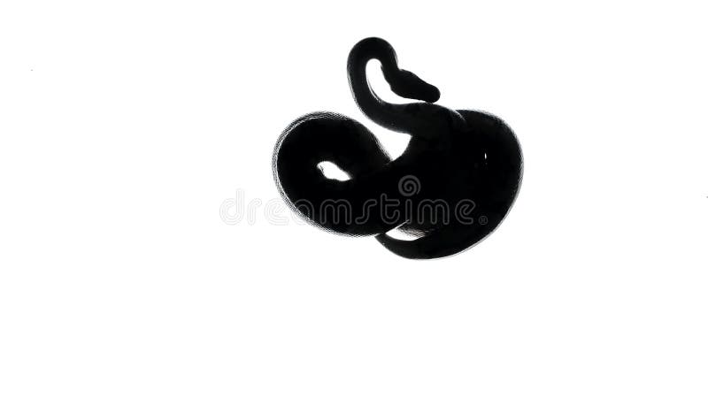 Βίντεο με σιλουέτα python σε λευκό φόντο, κάμερα από κάτω απόθεμα βίντεο