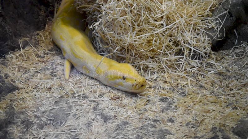 κίτρινο φίδι python. κίτρινο μοτίβο επικίνδυνο πλάσμα απόθεμα βίντεο