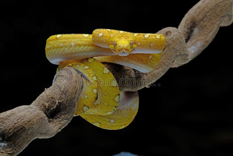 πράσινο δέντρο python τυλιγμένο γύρω από ένα κλαδί στοκ φωτογραφία με δικαίωμα ελεύθερης χρήσης