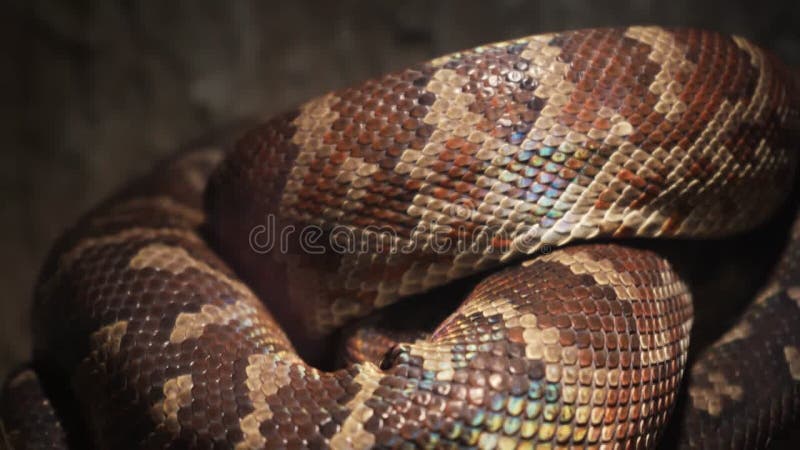 κοντινό πλάνο μιας επιφάνειας python, μπορείτε να δείτε κάθε κλίμακα να πλησιάζει. το μοτίβο στο δέρμα γυαλίζει φιλμ μικρού μήκους