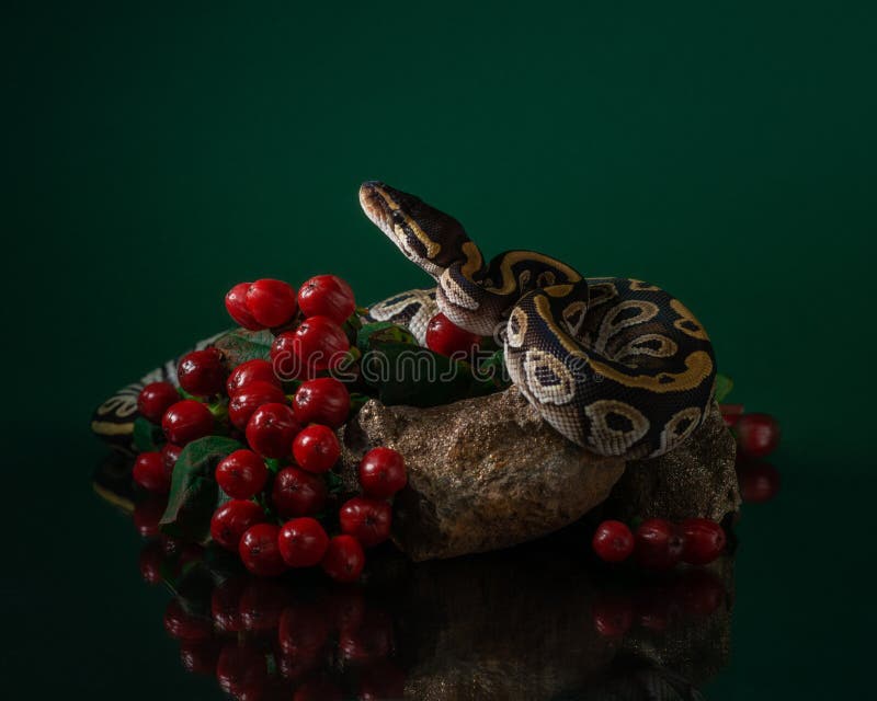 Python 趴在绿底红浆果环绕的石头上。工作室里的美丽蛇类。异域宠物肖像 免版税库存图片