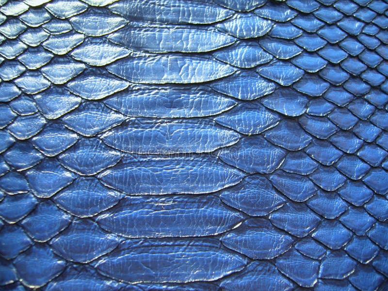 Μπλε δέρμα python, φίδια στοκ εικόνες