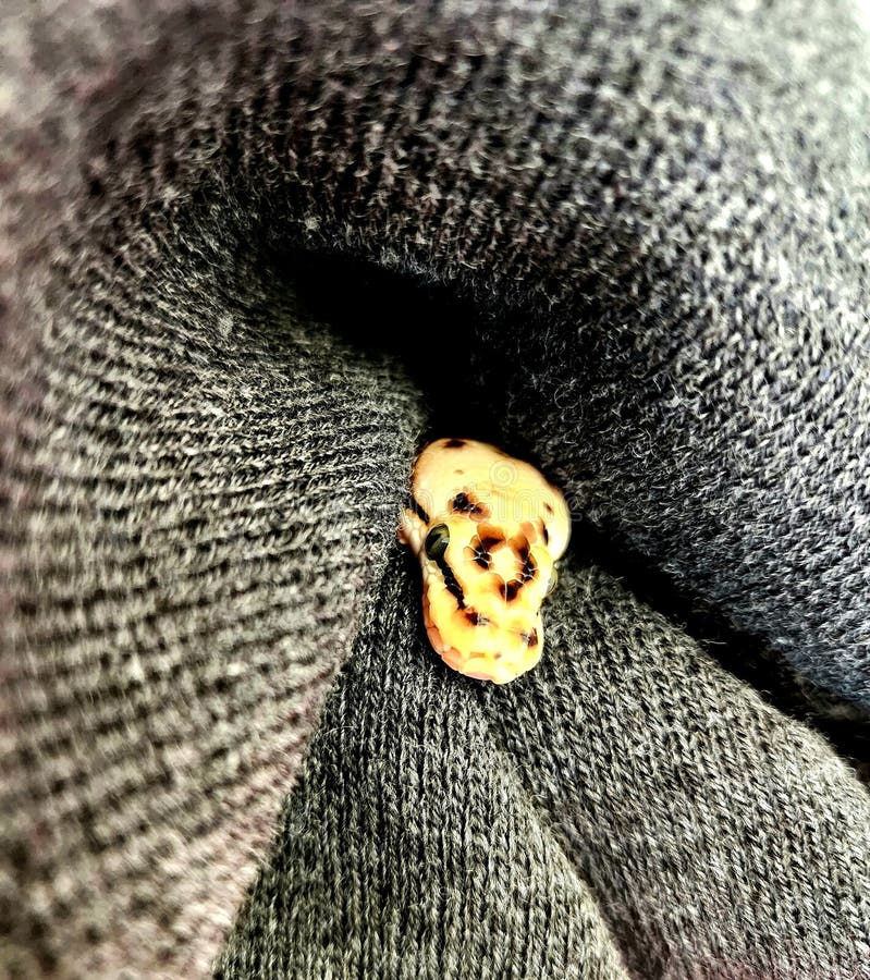 Babyschlange Kugelpython "Fireball"